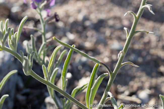 matthiola_sinuata-vl6