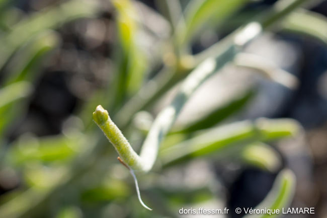 matthiola_sinuata-vl7