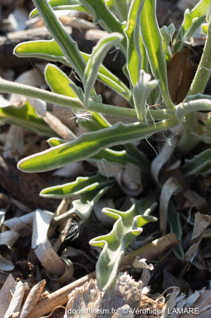 matthiola_sinuata-vl8