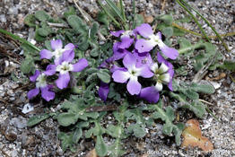 matthiola_tricuspidata-dp1