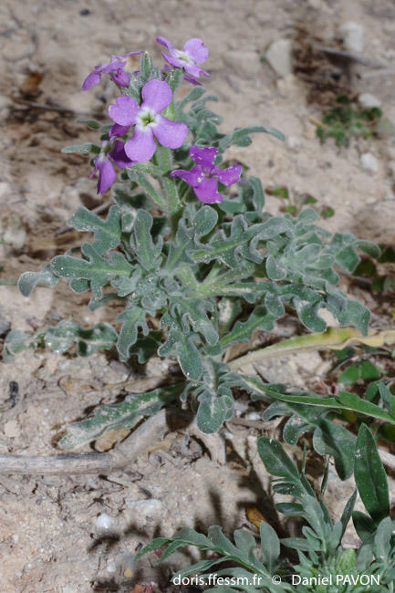 matthiola_tricuspidata-dp3