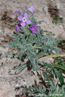 matthiola_tricuspidata-dp3