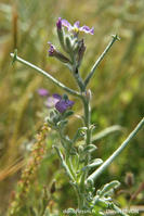 matthiola_tricuspidata-dp4