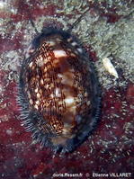 Mauritia_ arabica-etvi920