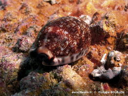 Mauritia_arabica-phbo001