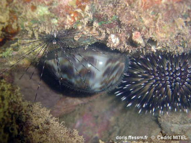 Mauritia_eglantina-cemi022