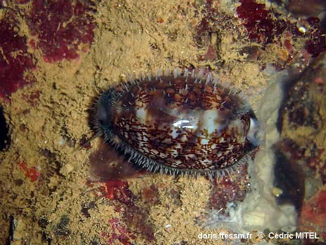 Mauritia_eglantina_cemi110