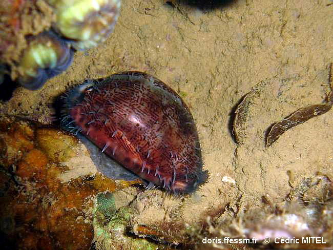 Mauritia_eglantina_cemi21