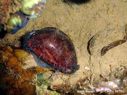Mauritia_eglantina_cemi21