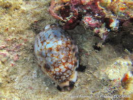 Mauritia_histrio-frdu645