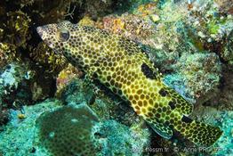 epinephelus_spilotoceps_ap1