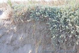 medicago_marina-cw3