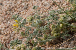medicago_marina-vl1