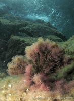 jania_sp-apr1