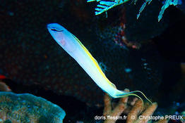 Meiacanthus_atrodorsalis-cp2