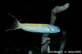 ​Meiacanthus_atrodorsalis-da1