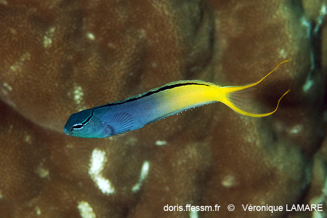 Meiacanthus_atrodorsalis-vla2