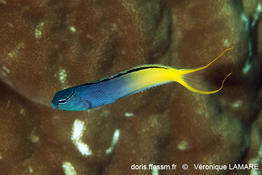 Meiacanthus_atrodorsalis-vla2