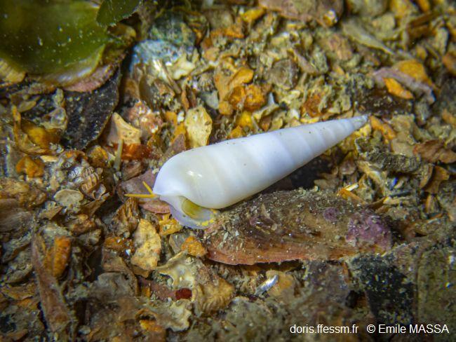 Melanella_alba_em_01 Melanella_alba_em_01