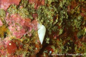 Melanella_alba_ym_01