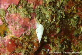 Melanella_alba_ym_01