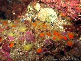 balanophyllia_regia-slb6