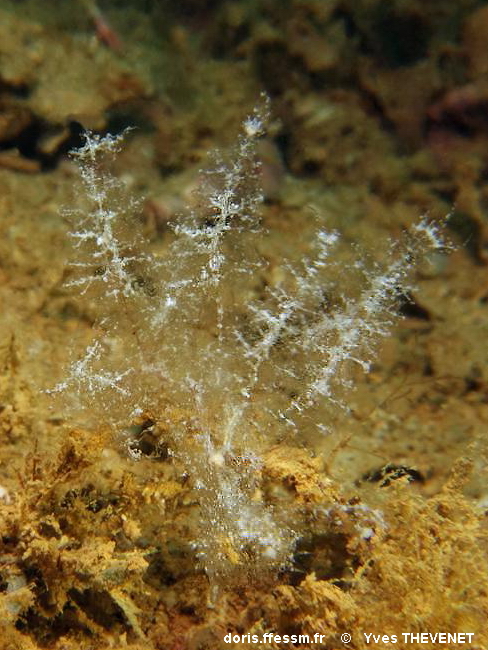 Melibe d'Engel