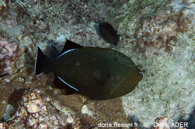 melichthys_indicus-da1