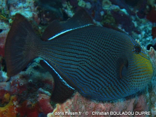 melichthys_niger-cbd4