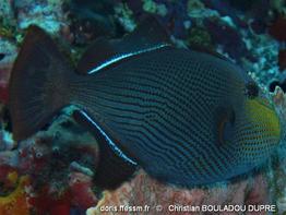 melichthys_niger-cbd4