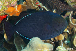 melichthys_niger-da6