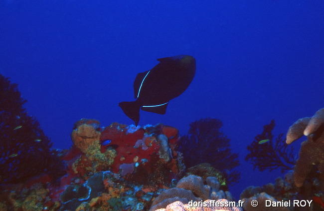 melichthys_niger-dr7