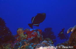 melichthys_niger-dr7