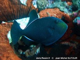 melichthys_niger-jms10