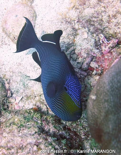 melichthys_niger-km2