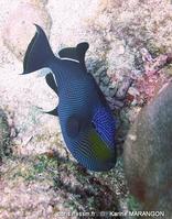 melichthys_niger-km2