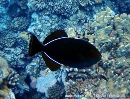 melichthys_niger-of12