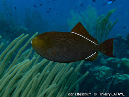 melichthys_niger-tl1