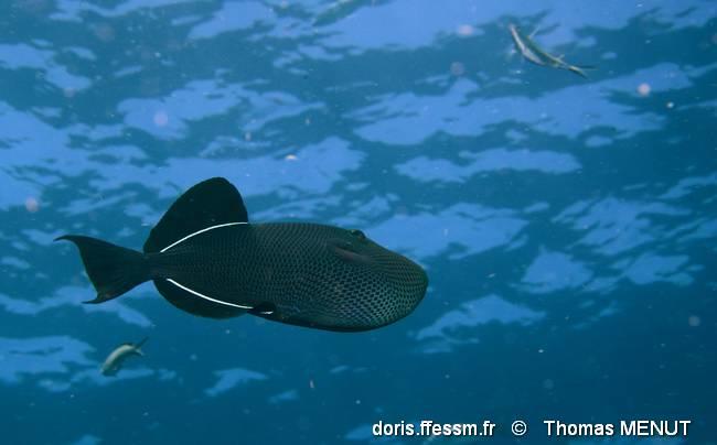 melichthys_niger-tm8