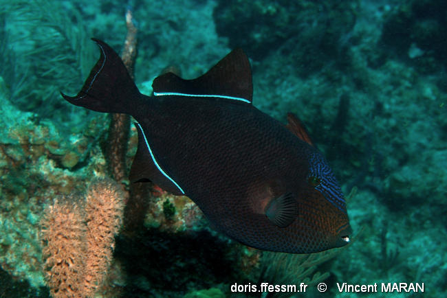 melichthys_niger-vm5