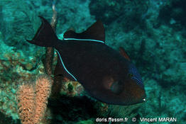 melichthys_niger-vm5