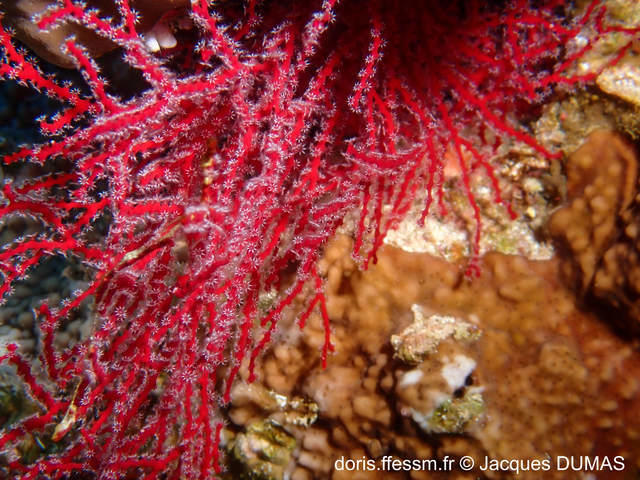 melithaea_biserialis-jd01