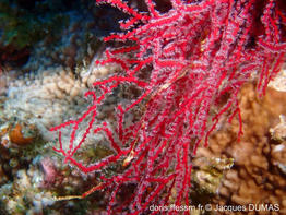 melithaea_biserialis-jd02