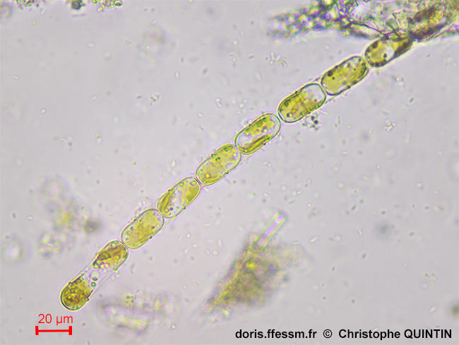 Melosira_lineata_cq_001