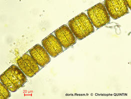 Melosira_moniliformis_cq_001