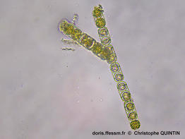 Melosira_nummuloides_cq_003.