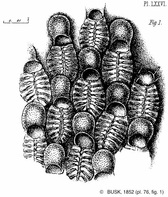 membraniporella_nitida -busk1852-pl76