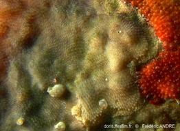 membraniporella_nitida-fa4