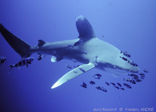 Requin océanique