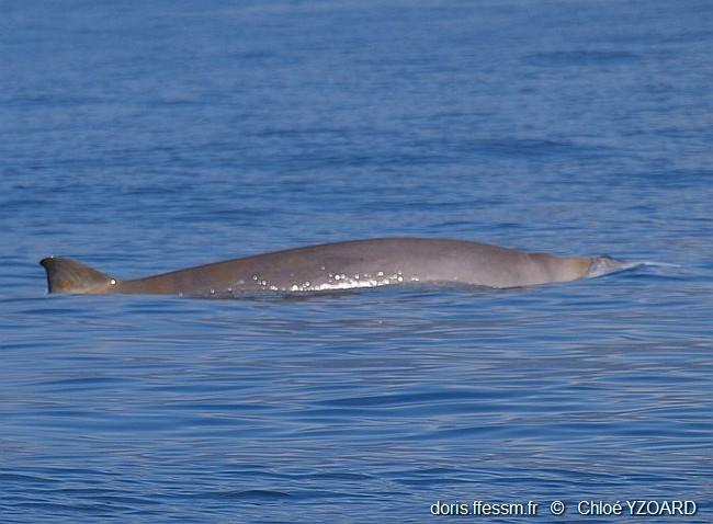 mesoplodon-densirostris-yc07